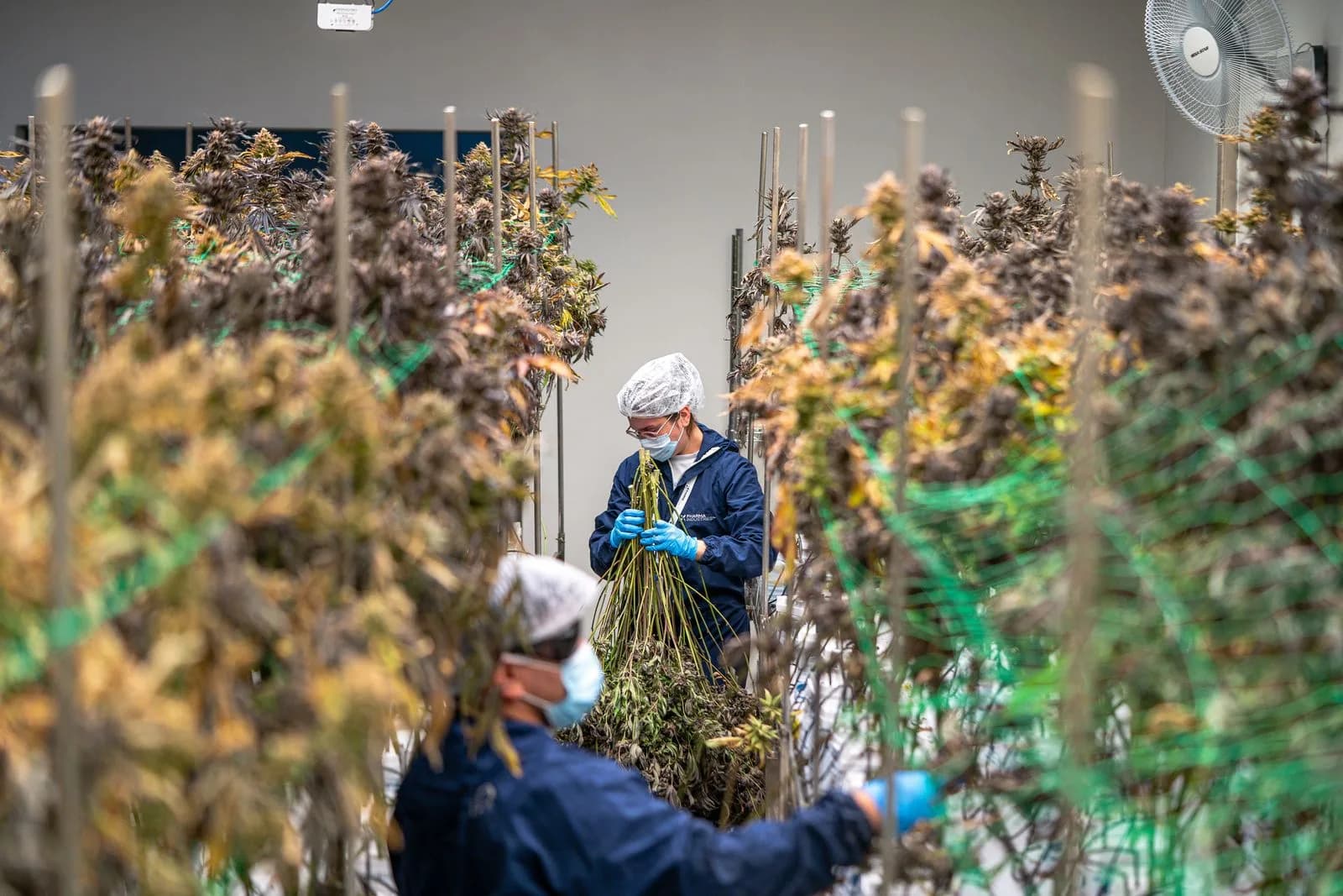 Cannabis greenhouse worker — Cannabis & CBD marketing by TML Agency